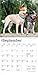 Australian Cattle Dogs | 2026 7 x 14 Inch (Hanging) Monthly Mini Wall Calendar | BrownTrout | Animals Dog Breeds