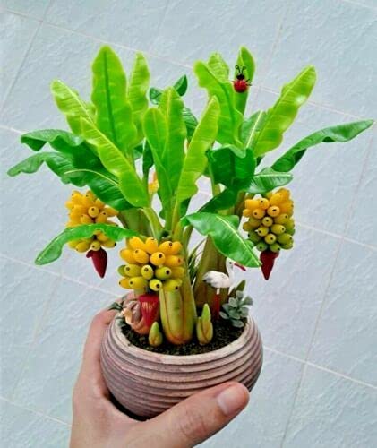 E Garden Dwarf Banana Tree- 50 Seeds Eco Pack (B0979FHGD7) Amazon Price History, Amazon Price Tracker