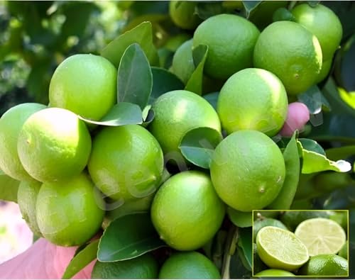 Green view All Time Live Thai Lemon Plants Live Hybrid All Season Hybrid Air Layering All Season Thai seedlees Lemon Plant Height 1.5-2 FT Pack Of 1 Healthy Plant (B0D9MB33VH) Amazon Price History, Amazon Price Tracker