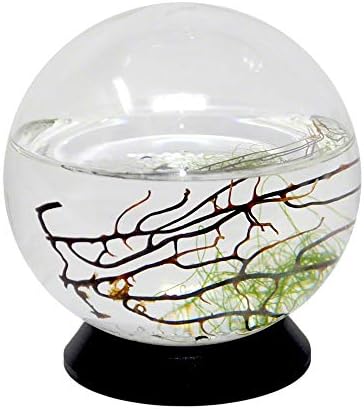 EcoSphere Closed Aquatic Ecosystem, Small Sphere, with Turntable Base