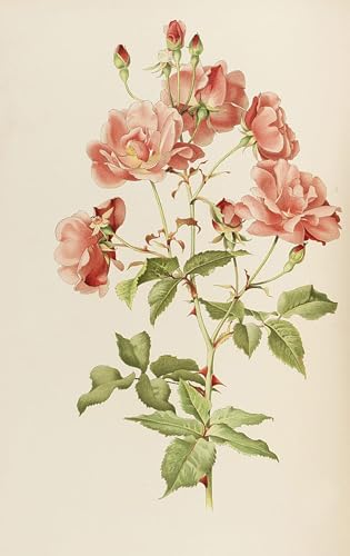 Cuadro de lienzo Rosa de Alfred William Parsons para decoración de salón de 60x90cm