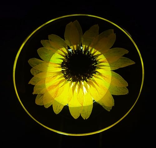 Real Girasol Dorado en Resina Clara de Lucita 3.9" miniatura 6