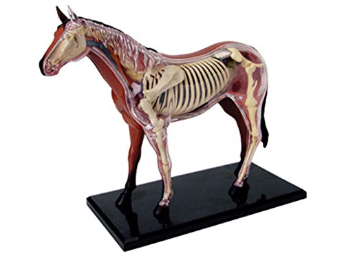 ROSG Pferde-Anatomie-Modell, 26 Puzzle zusammengebautes Spielzeug-Tier-biologische Pferde-Organ-Anatomie, geeignet für Schulmedizin-Unterrichtsmodell Cover
