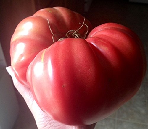Semillas de tomate rosa gigante Kogot Medvedya - garra de