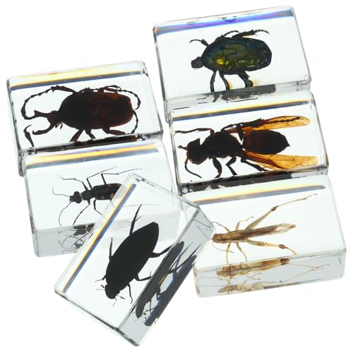 Colección de insectos en resina transparente con 6 ejemplares pequeños variados para escritorio
