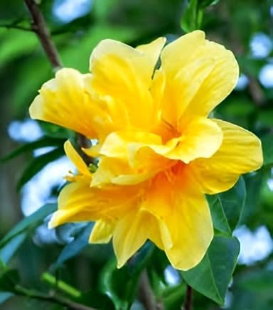 Image of Yellow Double Petal Hibiscus Flower Live Plant Tree | Vibrant Yellow Blooms | Easy to Grow Low Maintenance Plant | Perfect for Home Garden, Indoor & Outdoor Spaces (Without Pot)