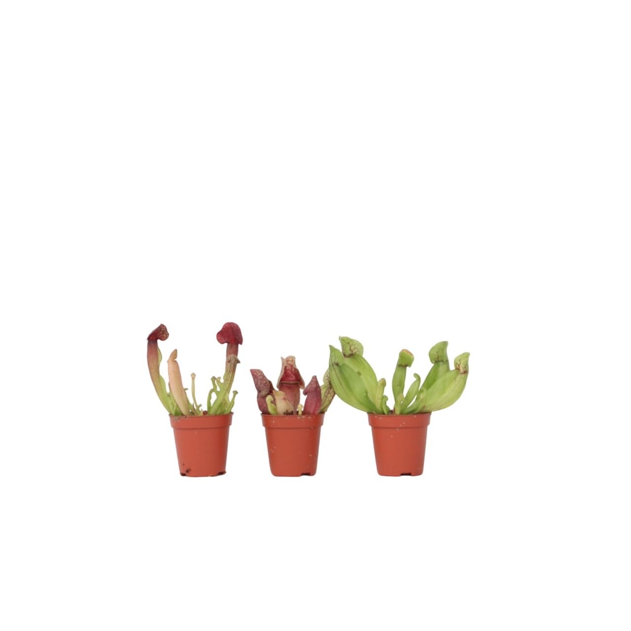 Plant in a Box - Sarracenia purpurea - 3er Set - Lila-Grün - Purpurroter Schlauchpflanze - Fleischfressende Pflanze - Topf 5,5cm - Höhe 10cm