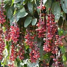 The Gifti ® Scarlet Clock Vine,Basor lata Climbers Vines Chonga lota Indrapushpa Thunbergia coccinea Lady’s Slipper Vine Healthy Live flower Plant