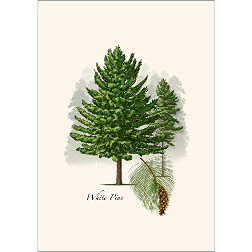 Image of Earth Sky + Water - White Pine Notecard Set - 8 Blank Cards with Envelopes