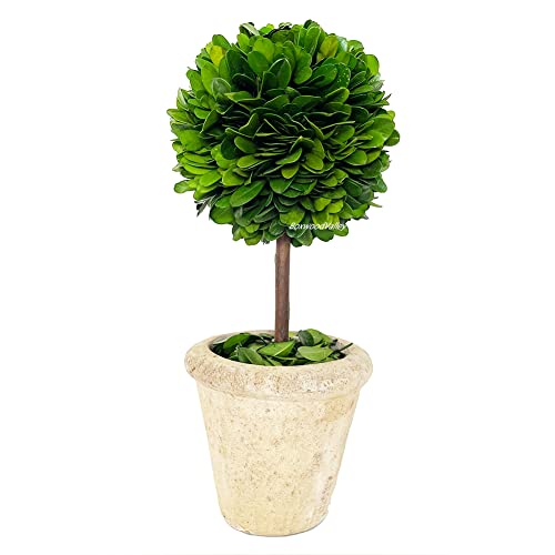 La Mejor Selección de Tiendas de plantas naturales favoritos de las personas. 3