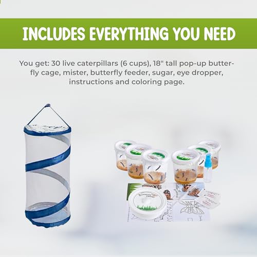 image for Nature Gift Store Nature Gifts Live Butterfly Kit - School-Sized Educa