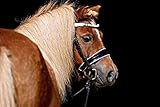 Normales Gebrauchs Leder. Marke Tysons Breeches