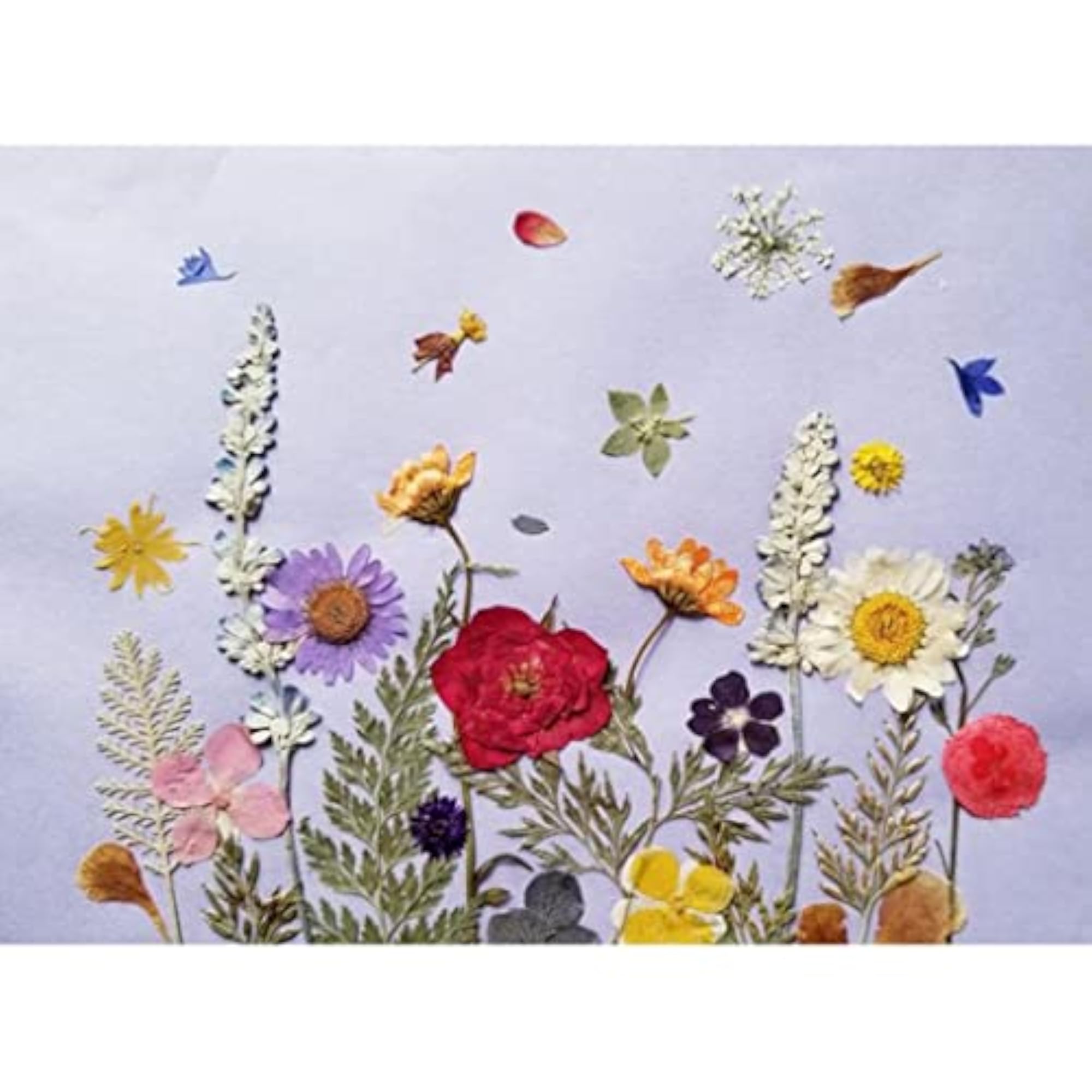 Multiple Mix Natural Pressed Dried Flowers for DIY Craft