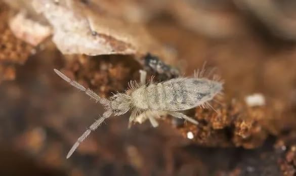 Essex Reptile Live Springtail Starter Colony 32g - Approx 250 Springtails - Bio Active Custodians