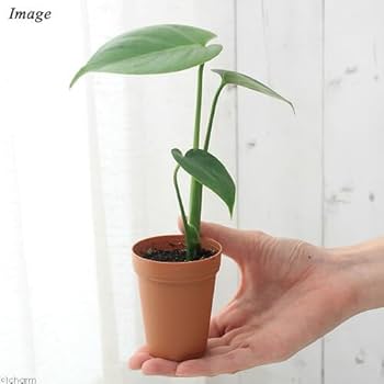 モンステラ　奇跡的なフルムーン　鉢のまま発送 モンステラ 奇跡的なフルムーン 鉢のまま発送
