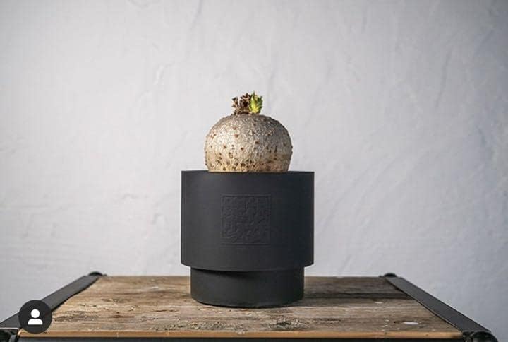 backsideworks 棘式 ボンジュール福岡展 限定 植木鉢 バックサイド