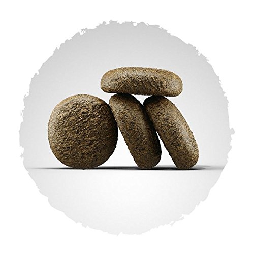 Josera 3215 dogs dry food 15 kg Adult Salmon