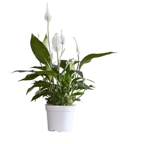 Espatifilo Vivo en Maceta Spathiphyllum Purificador de Ambientes