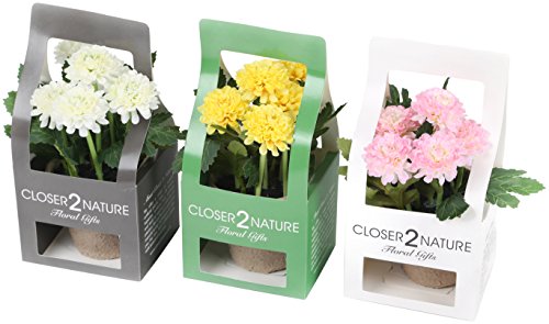 Closer To Nature – Ramo de Flores Artificiales Mixto Crisantemo Artificial con Maceta con la colección Caja de Regalo