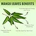 Diyon's Whole Dried Mango Leaves, 1.7oz (50g) Whole Leaf,100% All Naturally Dried - From Sri Lanka | Premium Wildcrafted Quality | Packed In a Kraft Stand Up Resealable Pouch.