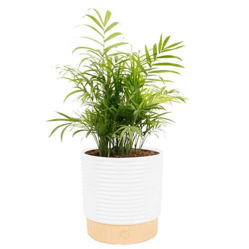 Costa Farms Parlor Palm Live Plant in Decorative Pot, Air Purifying Indoor Houseplant, Perfect for...