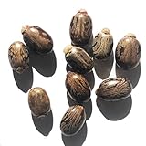 Castor Plant Seeds (Ricinus communis) 30 Seeds (6 Grams) - Mole Plant, African Wonder Tree, Mole Bean Plant by Smoke Camp Crafts