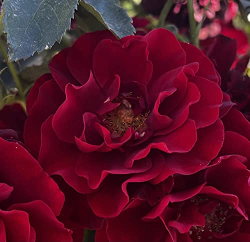 'Ruby Celebration' Potted Rose - Fragrant Ruby Red Blooms - Floribunda Rose - Great Gift Idea