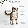 The Cat Ladies Set med kattgräs-tillväxtpåsar, ekologiskt kattgräs för kattgräs-frön, jord och växtpåse i 3-pack #4