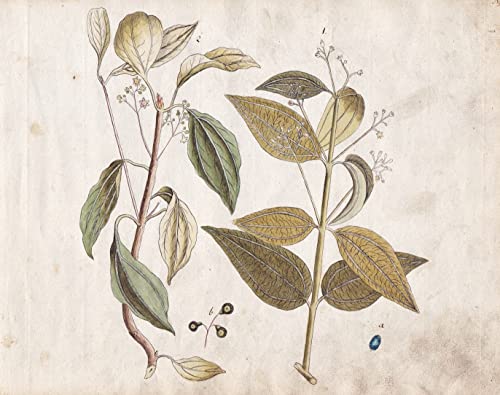 No. 5 - Zimt Kampferbaum cinammon camphor tree / Botanik botany