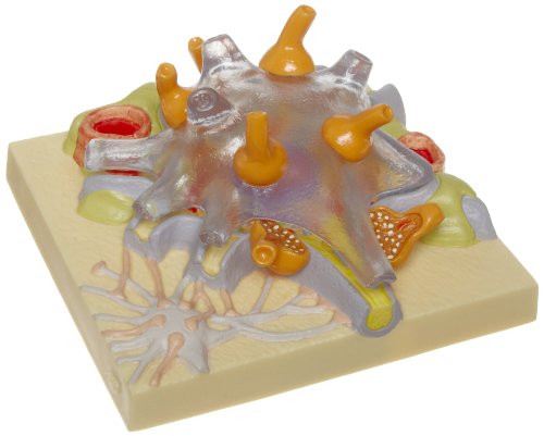 Image of 3B Scientific C40 /1 Neuron Cell Body - 3B Smart Anatomy