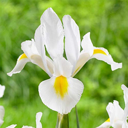 See full amazon price history chart for Radha Krishna Agriculture IRIS White Adorble Flowers | For Your Beautiful Home & Garden Pack of 5 Bulbs. Radha Krishna Agriculture IRIS White Adorble Flowers | For Your Beautiful Home & Garden Pack of 5 Bulbs. (B08JJBK485) Amazon Price History, Amazon Price Tracker