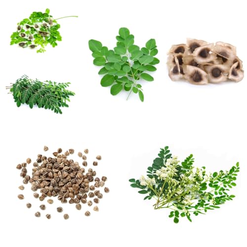 semillas de moringa para plantar Semillas reales de plantas de interior árbol de moringa plantar semillas, plantar árboles Plantas resistentes para el jardín semillas de árboles, 6pcs