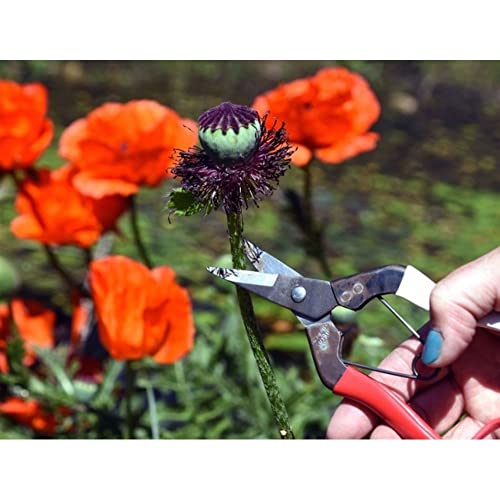 Image of Okatsune No. 307 Fruit Picking Shears 7.1 inches (180 mm) (Boxed)