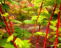 Pacific FIRE Oregon Vine Maple - A Coral BARK Selection of Our Native Vine Maple - 1 - Year Plant