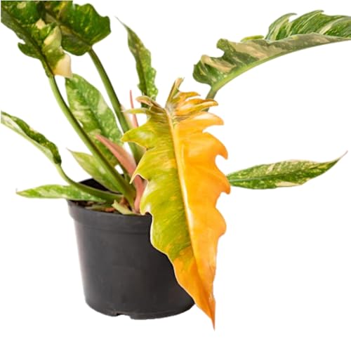 Rare Philodendron Variegated Ring of Fire 2” / 4” / 6” / 8” Pot – Rare Houseplant – Multi-Colored Foliage - Philodendron Henderson’s Pride (2')