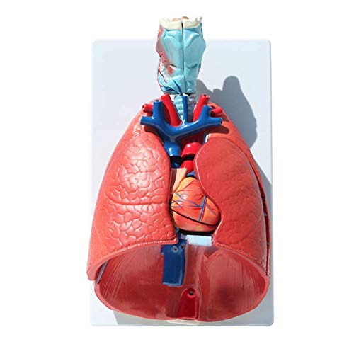 Grand modèle de poumon humain larynx en forme de cœur AMITD - 2
