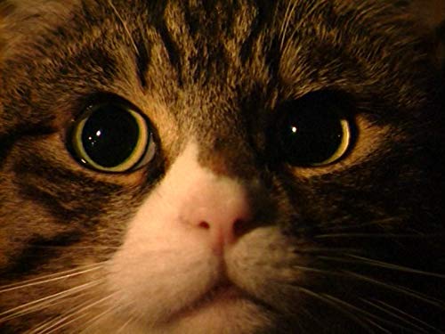 Understanding Your Cat