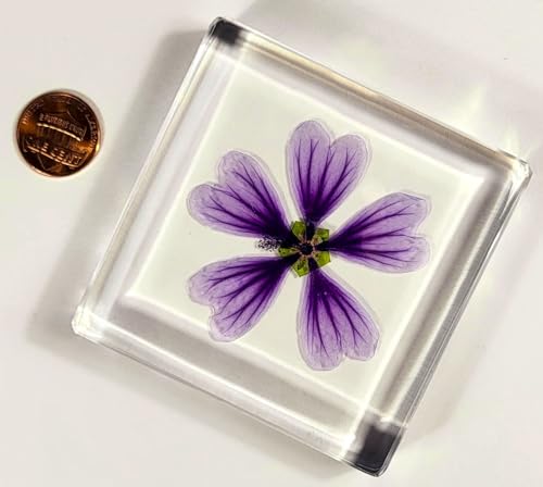 Image of 2.9 inch Real Purple Common Mallow Malva Sylvestris Flower in Crystal Clear Lucite Resin Paperweight Specimen Botanist Herb Herbarium Crafts Collection for Botany Science Education & Desk Ornament Display