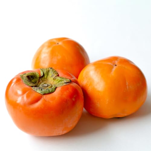 富有柿 約3kg [2025年10月上旬発送開始](茨城県共通品:大子町) 柿 カキ かき 果物 フルーツ 旬