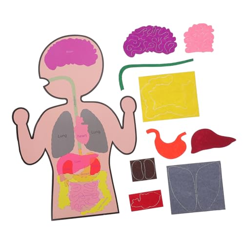 KOMBIUDA 3 Juegos Material Didáctico De Vísceras Humanas Ayuda para Enseñar DIY Organos Juguete Material Didáctico Humano Juguete De Organos Creativos Organos De Juguete Papel