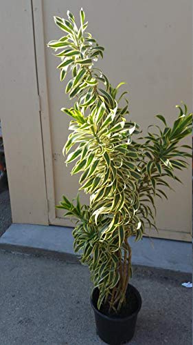 Plants Point- Draceana Reflex(Sone of India)