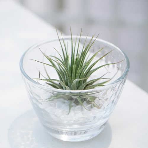 ϗtA GAvcL\[OXZbg 1Zbg Tillandsia ionantha sake cup ochoko u  ̂ KX ͂Ȃ݂ǂ