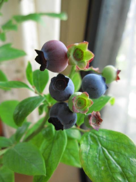 Amazon.co.jp: ブルーベリー鉢植え1本で実がなるブルベリー : DIY 