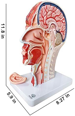 EVOTECH SCIENTIFIC Human Half Head Superficial Neurovascular Model with Musculature, Life Size Anatomical Head Skull and Brain Model for Medical Science Teaching Learning Education Display