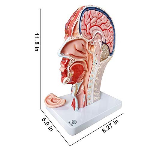 EVOTECH SCIENTIFIC Human Half Head Superficial Neurovascular Model with Musculature, Life Size Anatomical Head Skull and Brain Model for Medical Science Teaching Learning Education Display