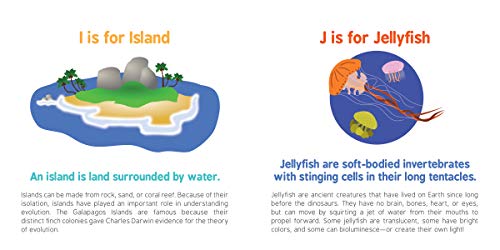 ABCs of Oceanography: Learn about Sea Creatures, Marine Biology, and More with this Essential Ocean Board Book from the #1 Science Author for Kids (Baby University) - Image 6