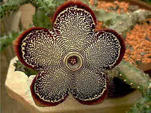 100pcs Minutina Erba Stella Plant Seeds