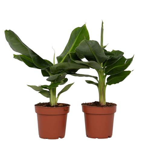 Plant in a Box - Musa Orientalischer Zwerg - 2er Set - Tropische Bananenpflanzen - Bananenstaude - Topf 12cm - Höhe 25-40cm