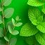 Eucalyptus Mint