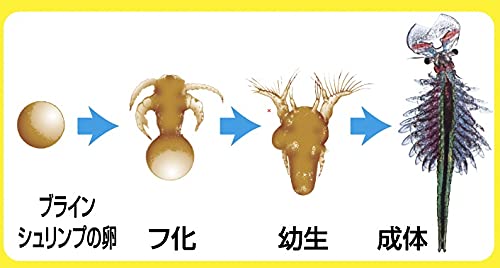 レッドラインファラガテトラ４０ミリ　孵化直後の稚魚と孵化前の卵　３体の標本箱 Amazon.co.jp: テトラ (Tetra) ブラインシュリンプエッグス 20cc